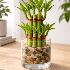 Lucky Bamboo Plant- 3 layer