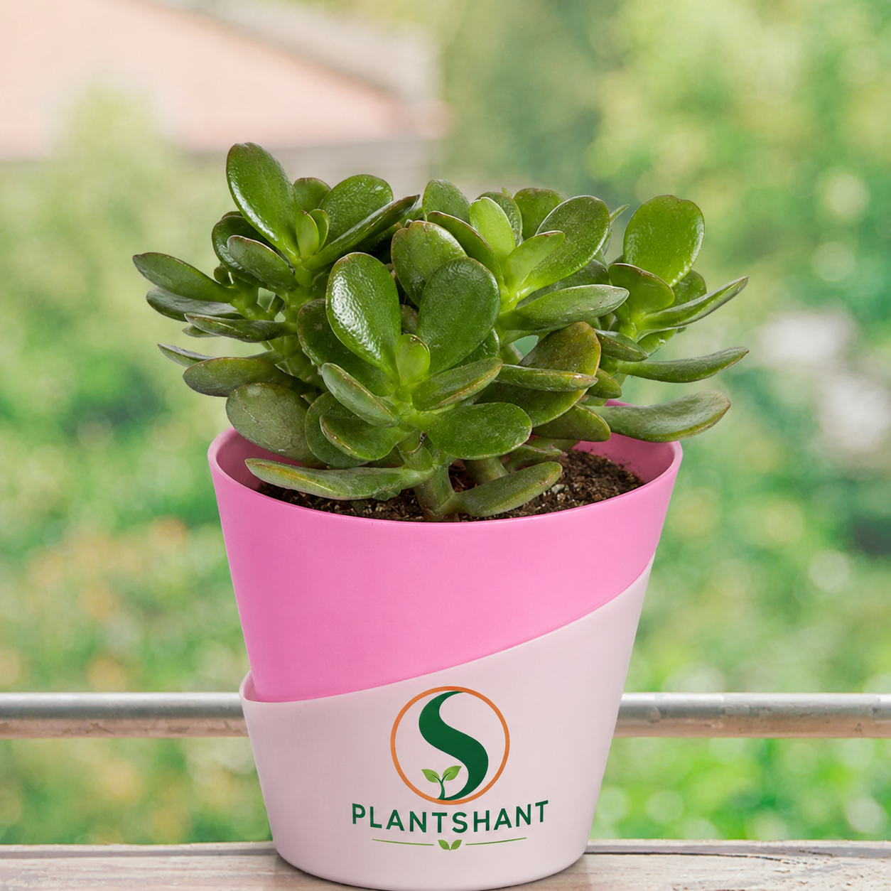 Crassula Ovata Kuberakshi Plant