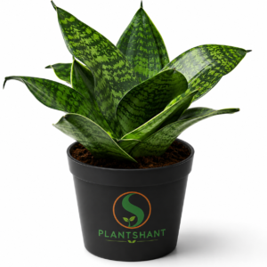 Snake Plant Dwarf